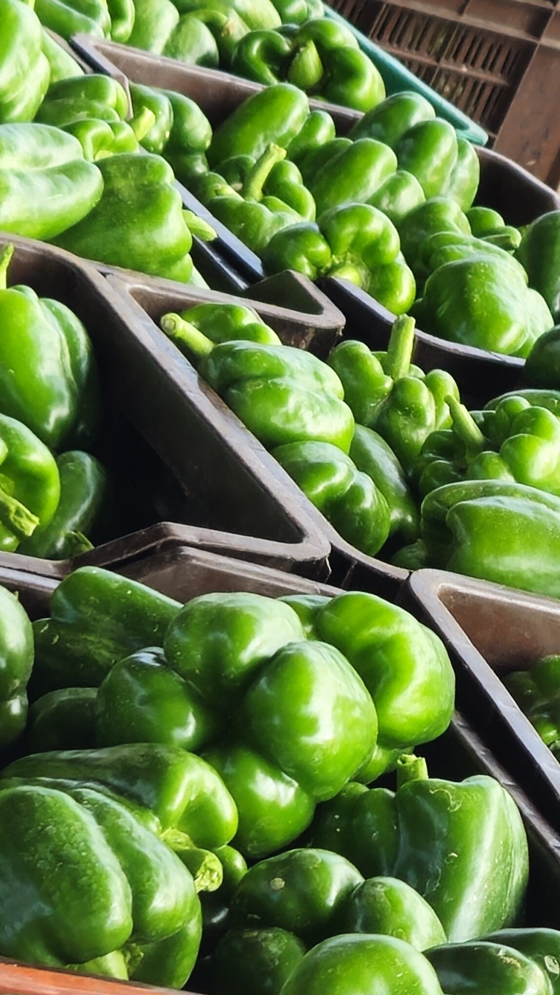 Produce quality snapshot at MDD Farms
