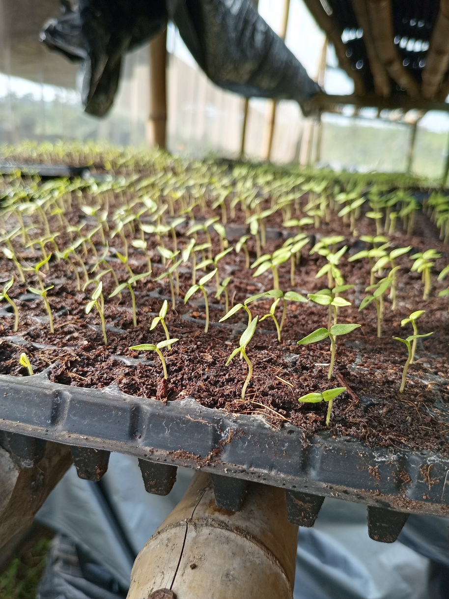 Produce quality snapshot at MDD Farms