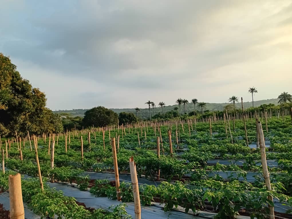 MDD Farms team on the farm